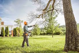 Best Tree Removal  in Cimarron Hills, CO