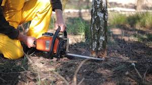 Best Root Management and Removal  in Cimarron Hills, CO