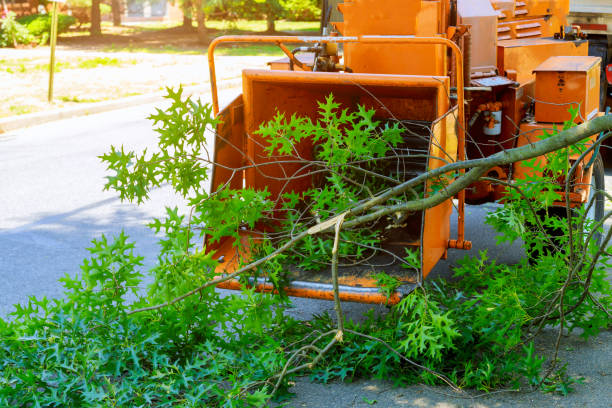 Best Grass Overseeding  in Cimarron Hills, CO