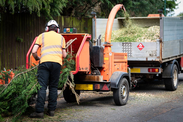 How Our Tree Care Process Works  in  Cimarron Hills, CO