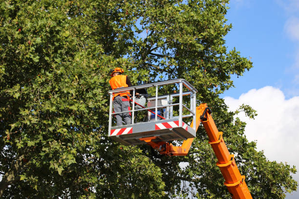 Best Root Management and Removal  in Cimarron Hills, CO