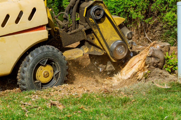 Best Tree Cabling and Bracing  in Cimarron Hills, CO