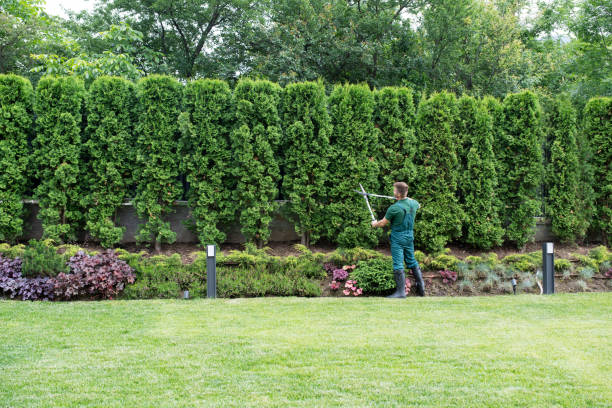 Best Artificial Turf Installation  in Cimarron Hills, CO