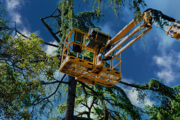 Best Emergency Tree Removal  in Cimarron Hills, CO