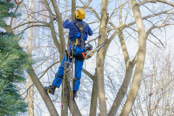 Best Pest Control for Lawns  in Cimarron Hills, CO