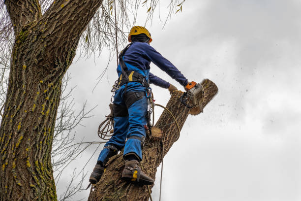 Best Aeration Services  in Cimarron Hills, CO