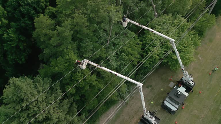 Best Storm Damage Tree Cleanup  in Cimarron Hills, CO