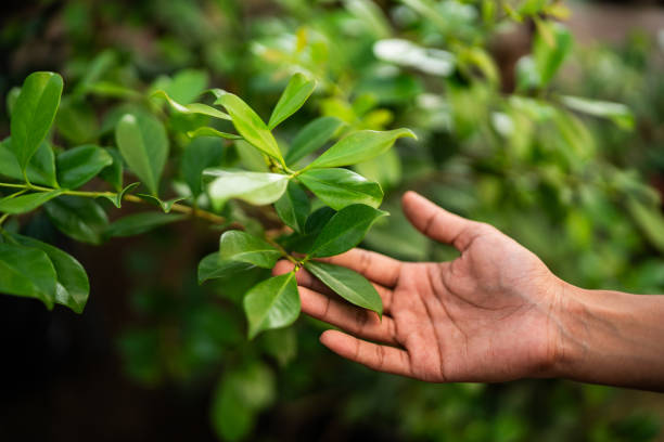 Best Fruit Tree Pruning  in Cimarron Hills, CO