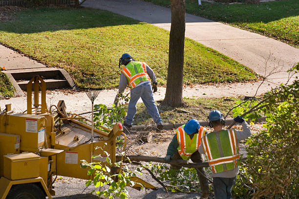 Best Commercial Tree Services  in Cimarron Hills, CO