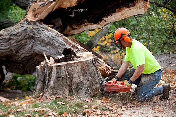 Best Tree Health Inspection  in Cimarron Hills, CO