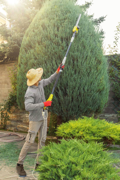 Best Lawn Pest Prevention  in Cimarron Hills, CO