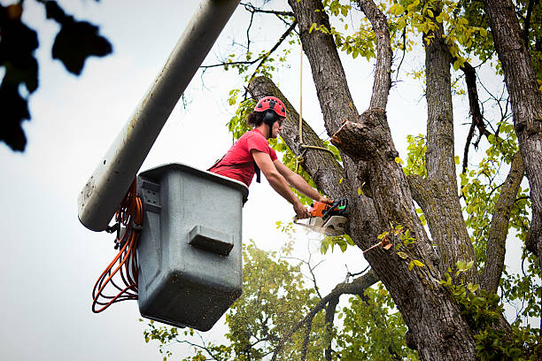  Cimarron Hills, CO Tree Services Pros