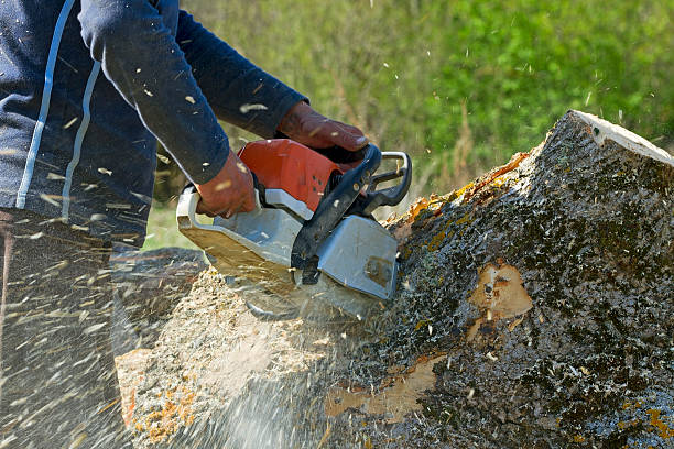 Trusted Cimarron Hills, CO Tree Services Experts
