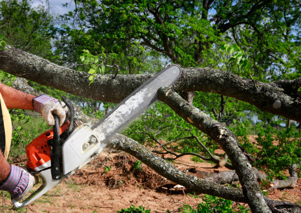 Best Tree and Shrub Care  in Cimarron Hills, CO