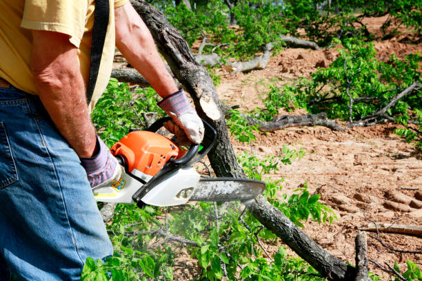 Best Arborist Consultation Services  in Cimarron Hills, CO